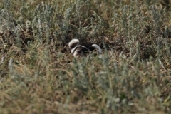 69 Vormela peregusna