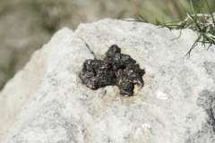 70 Excremente de vidră (Lutra lutra)