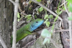 73 Lacerta viridis, Muntele Consul, Al. Iftime