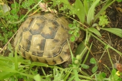 74 Testudo graeca, Al. Iftime