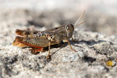 75 Paracaloptenus caloptenoides, I. Ș. Iorgu