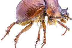 76 Bolbelasmus unicornis,  I. Ș. Iorgu