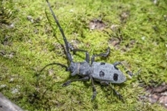 79 Morimus funereus, I. Ș. Iorgu