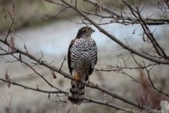 81 Accipiter nisus, Fuciu Cătălin