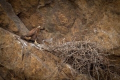85 Buteo rufinus, Iacob George
