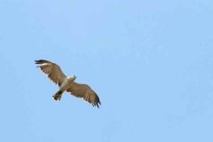 86 Circaetus gallicus, Fuciu Cătălin
