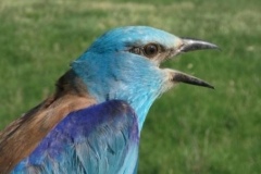 87 Coracias garrulus, Miholcsa Tamás