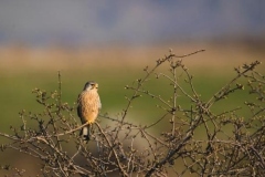 90 Falco tinnunculus, Fuciu Cătălin
