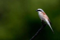 91 Lanius collurio, Fuciu Cătălin