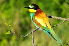 93 Merops apiaster, Fuciu Cătălin