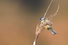 96 Cyanistes caeruleus, Fuciu Cătălin